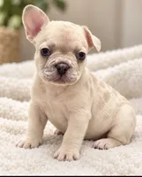 Male collar Coco - Lilac-toned/Dilute Cocoa Fawn Merl  DNA confirmed, a male French Bulldog for sale in Millville, MN – 1 of 9