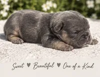 Female # 3, a female French Bulldog for sale in Millville, MN – 4 of 7