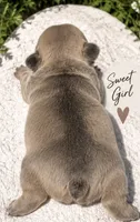 Female 5, a female French Bulldog for sale in Millville, MN – 3 of 7