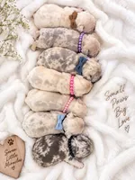 Male Coco - tan lilac merle cream, a male French Bulldog for sale in Millville, MN – 8 of 8
