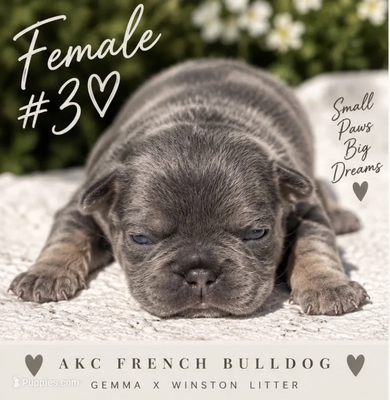 Female # 3 – French Bulldog puppy for sale in Millville, MN