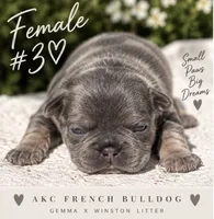 Female # 3, a female French Bulldog for sale in Millville, MN – 1 of 7