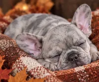 DNA-ConfirmedBlueFawnMerle Cocoa /Tan-Point Carrier -Royal Blue collar, a male French Bulldog for sale in Millville, MN – 5 of 9