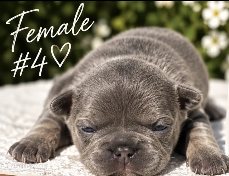 Female #4 – French Bulldog puppy for sale in Millville, MN