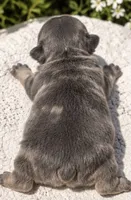 Female # 3, a female French Bulldog for sale in Millville, MN – 5 of 7