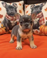 Blue & Tan Merle cocoa carrier DNA confirmed - Orange Collar, a female French Bulldog for sale in Millville, MN – 4 of 10