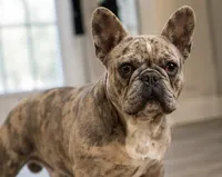 John , a male French Bulldog for sale in Millville, MN – 4 of 4