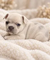 Male baby blue - light lilac/Isabella, a male French Bulldog for sale in Millville, MN – 1 of 6