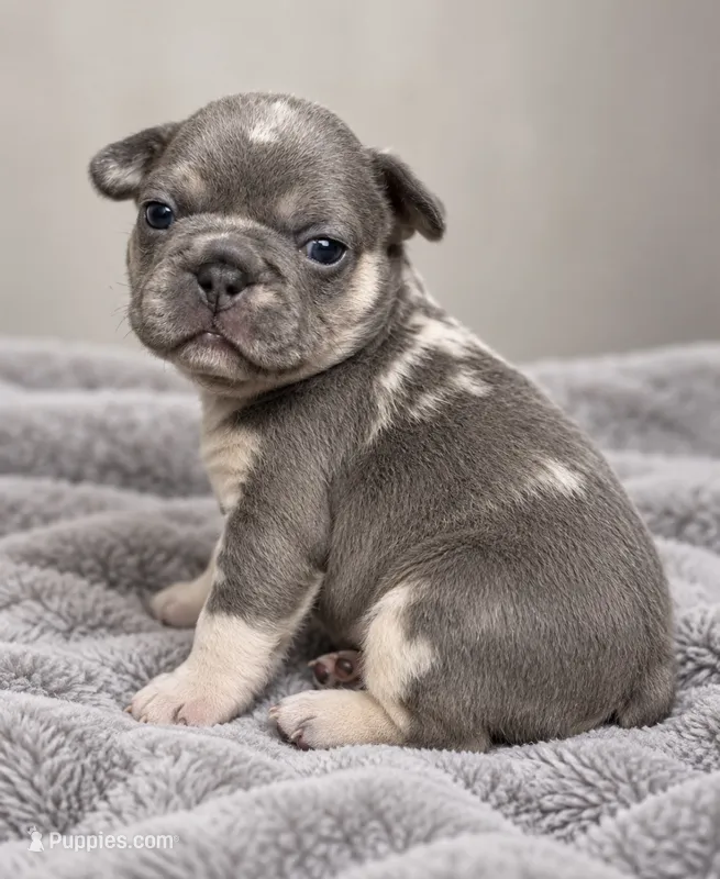 Female orange pear - blue & tan are the cool slate-gray  – French Bulldog puppy for sale in Millville, MN