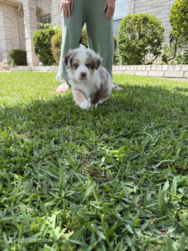 White – Australian Shepherd puppy for sale in Sachse, TX