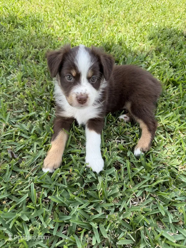 Pink – Australian Shepherd puppy for sale in Sachse, TX