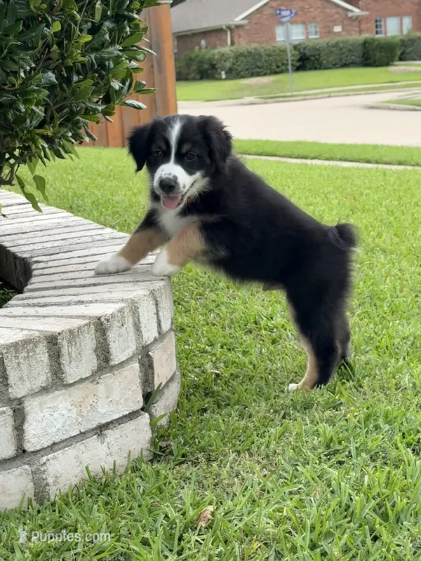 Freckles  – Australian Shepherd puppy for sale in Sachse, TX