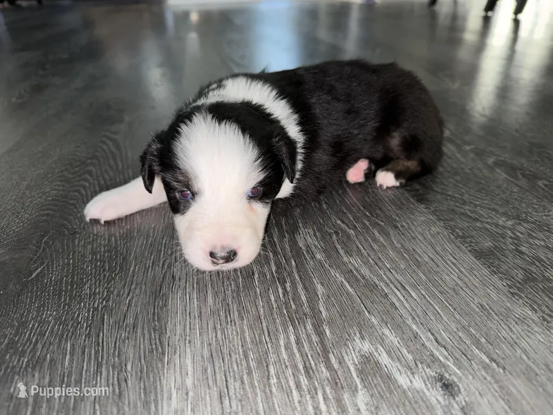 Black – Australian Shepherd puppy for sale in Sachse, TX