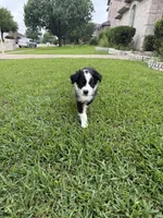 Tubby, a male Australian Shepherd for sale in Sachse, TX – 8 of 9