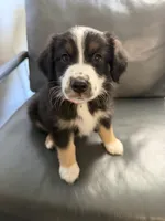 Freckles , a male Australian Shepherd for sale in Sachse, TX – 2 of 8
