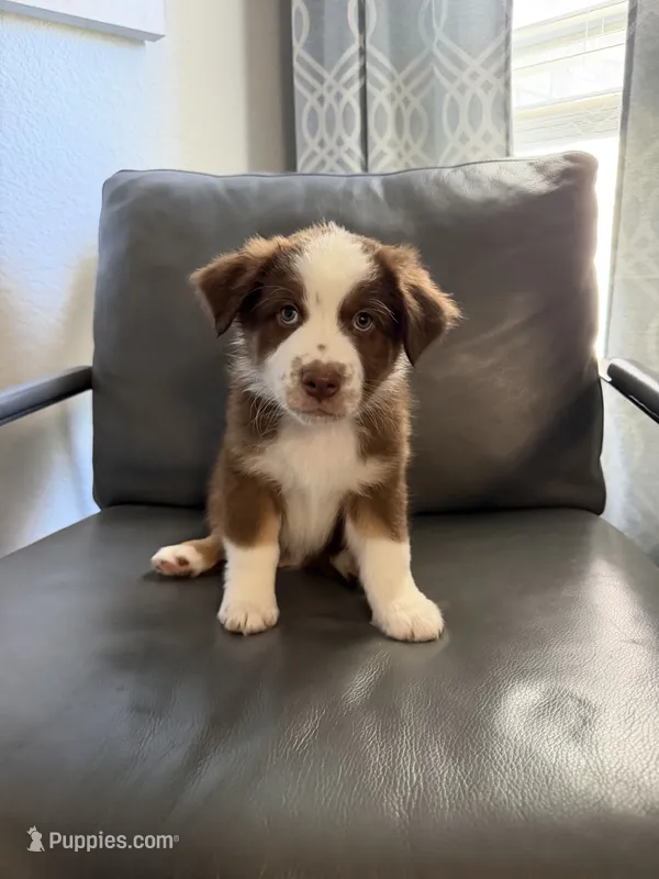 Aqua – Australian Shepherd puppy for sale in Sachse, TX