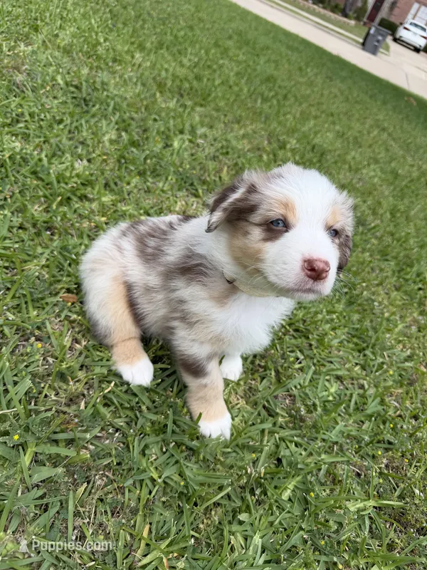 White – Australian Shepherd puppy for sale in Sachse, TX