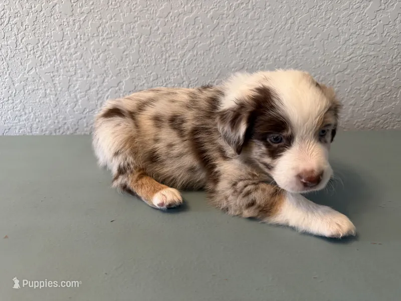 Grey – Australian Shepherd puppy for sale in Sachse, TX