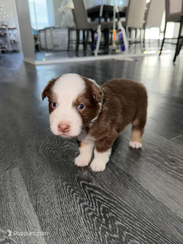 Aqua – Australian Shepherd puppy for sale in Sachse, TX
