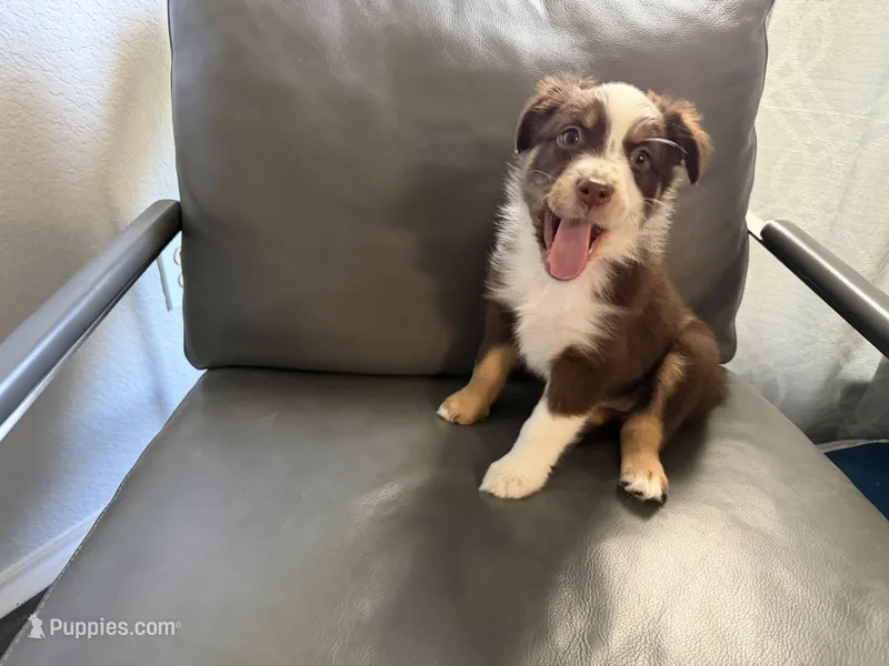 Pink – Australian Shepherd puppy for sale in Sachse, TX