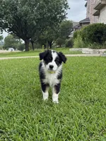 Tubby, a male Australian Shepherd for sale in Sachse, TX – 2 of 9