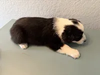 Tubby , a male Australian Shepherd for sale in Sachse, TX – 9 of 9