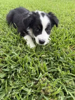 Tubby, a male Australian Shepherd for sale in Sachse, TX – 6 of 9