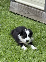 Tubby , a male Australian Shepherd for sale in Sachse, TX – 1 of 9