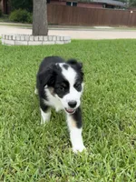 Tubby, a male Australian Shepherd for sale in Sachse, TX – 7 of 9