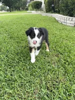 Tubby, a male Australian Shepherd for sale in Sachse, TX – 3 of 9