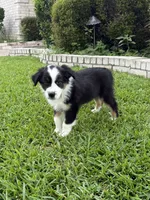 Tubby, a male Australian Shepherd for sale in Sachse, TX – 4 of 9