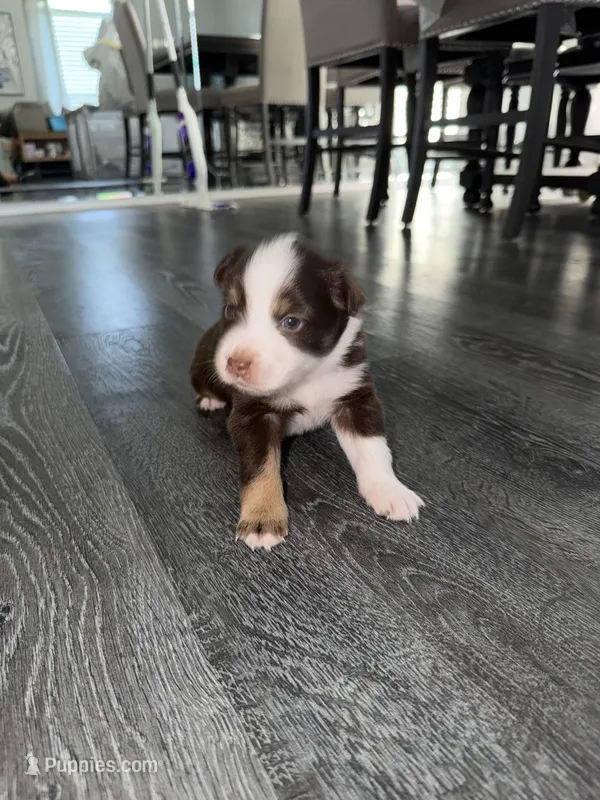Pink – Australian Shepherd puppy for sale in Sachse, TX