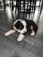 Tubby , a male Australian Shepherd for sale in Sachse, TX – 5 of 9