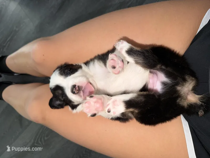 Yellow – Australian Shepherd puppy for sale in Sachse, TX
