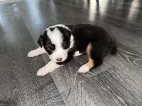 Tubby , a male Australian Shepherd for sale in Sachse, TX – 6 of 9