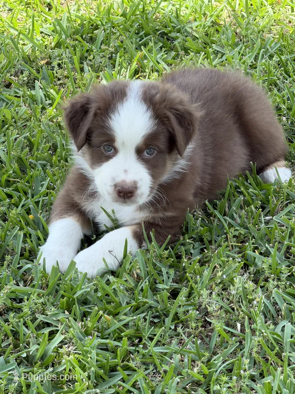 Aqua – Australian Shepherd puppy for sale in Sachse, TX