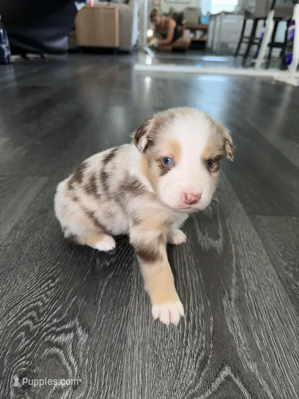 White – Australian Shepherd puppy for sale in Sachse, TX