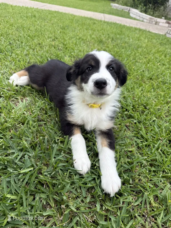 Tubby – Australian Shepherd puppy for sale in Sachse, TX
