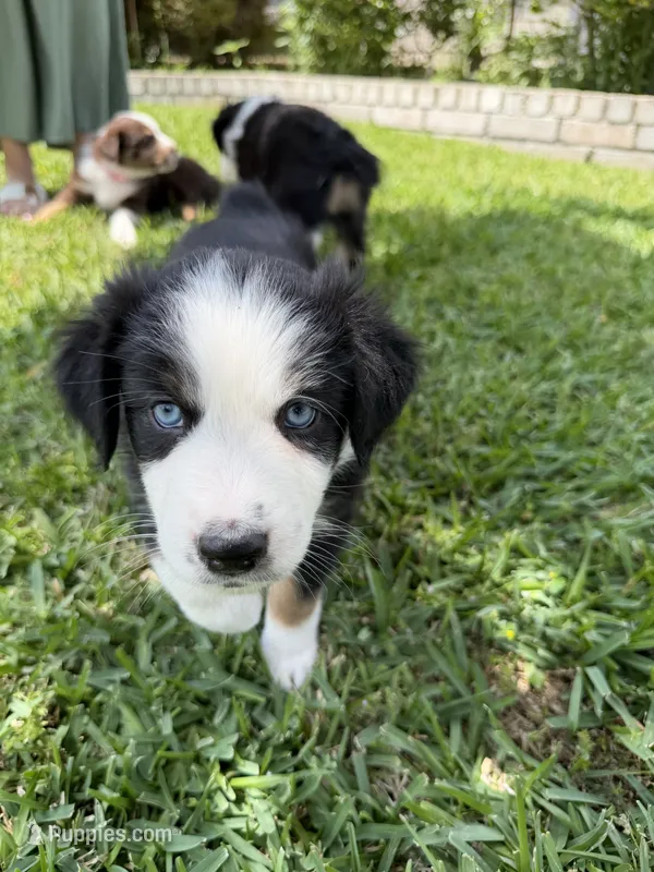 Black – Australian Shepherd puppy for sale in Sachse, TX
