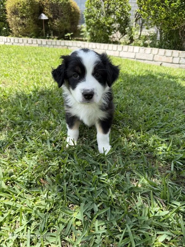 Yellow – Australian Shepherd puppy for sale in Sachse, TX