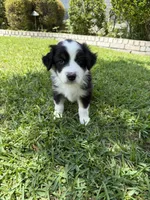 Tubby , a male Australian Shepherd for sale in Sachse, TX – 3 of 9