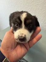 Freckles , a male Australian Shepherd for sale in Sachse, TX – 5 of 8