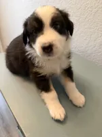 Tubby , a male Australian Shepherd for sale in Sachse, TX – 8 of 9
