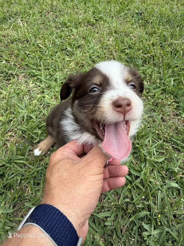 Pink – Australian Shepherd puppy for sale in Sachse, TX