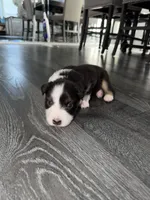 Purple, a female Australian Shepherd for sale in Sachse, TX – Photo 2 of 2