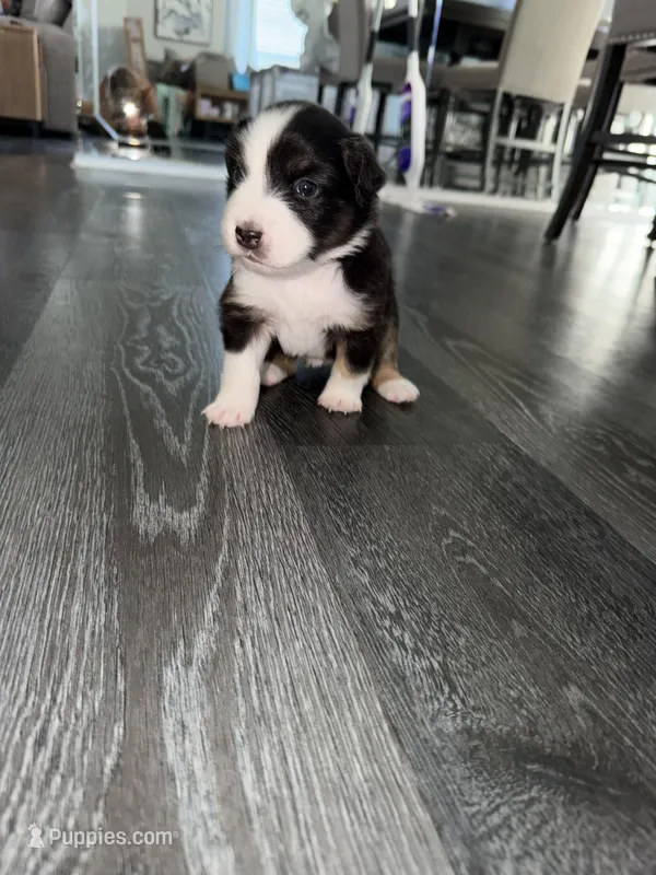 Purple – Australian Shepherd puppy for sale in Sachse, TX