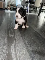 Purple, a female Australian Shepherd for sale in Sachse, TX – Photo 1 of 2