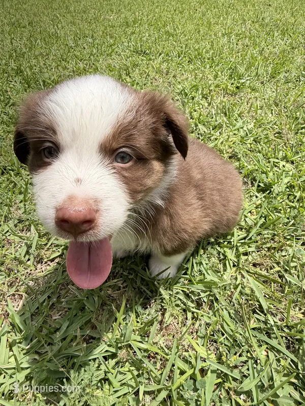 Aqua – Australian Shepherd puppy for sale in Sachse, TX