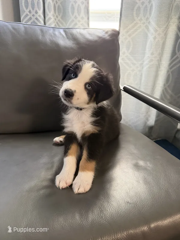 Black – Australian Shepherd puppy for sale in Sachse, TX