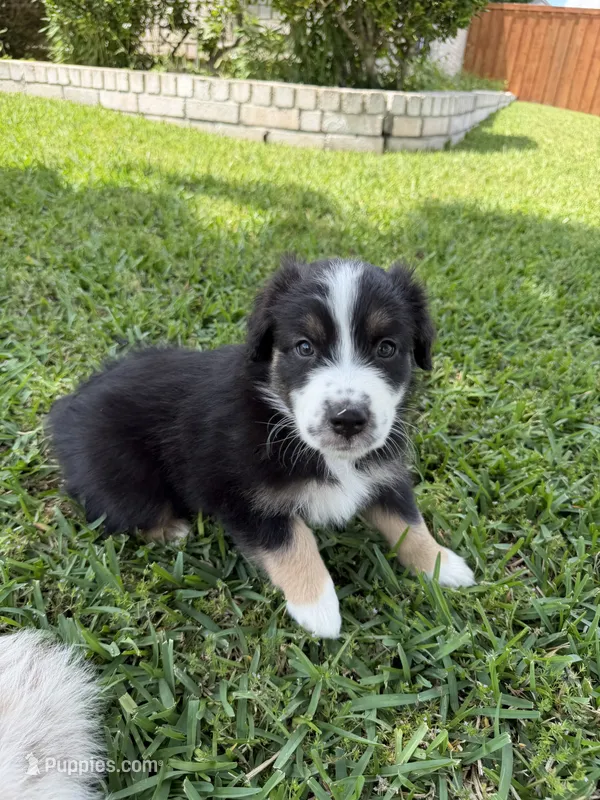 Orange – Australian Shepherd puppy for sale in Sachse, TX